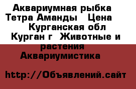 Аквариумная рыбка - Тетра Аманды › Цена ­ 50 - Курганская обл., Курган г. Животные и растения » Аквариумистика   